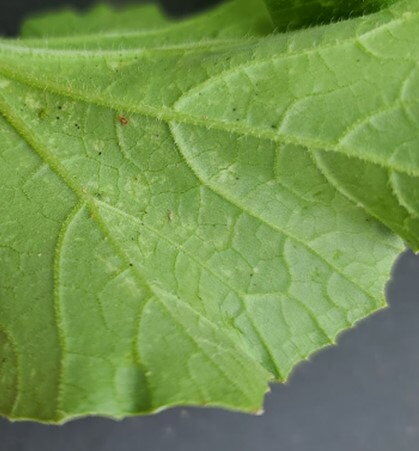 0702-Spider-Mites-2.jpg